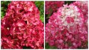 Hortensja bukietowa Diamant Rouge doniczka 3L