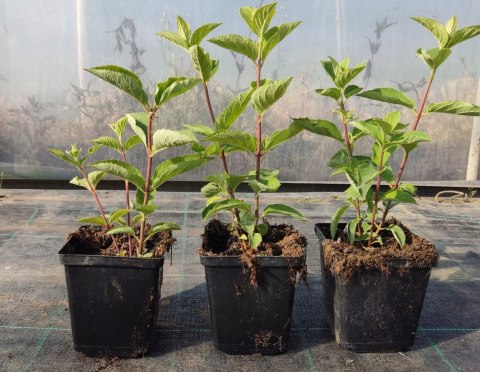 Hortensja bukietowa Fraise Melba Mocno Różowa doniczka 1L Hortensja bukietowa Fraise Melba Mocno Różowa doniczka 1L