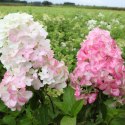 Hortensja bukietowa Fraise Melba Mocno Różowa doniczka 1L