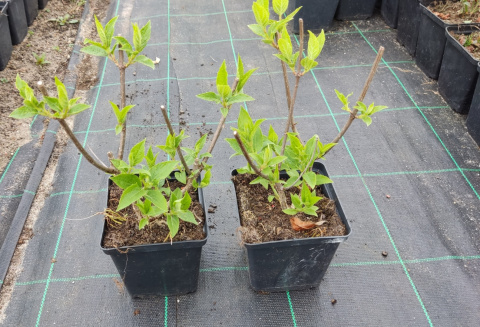 Hortensja Bukietowa Pink Lady doniczka 1L Hortensja Bukietowa Pink Lady doniczka 1L