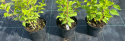 Hortensja Bukietowa Pink Lady doniczka 3L