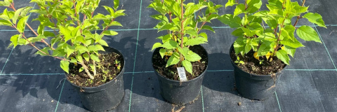 Hortensja Bukietowa Pink Lady doniczka 3L Hortensja Bukietowa Pink Lady doniczka 3L