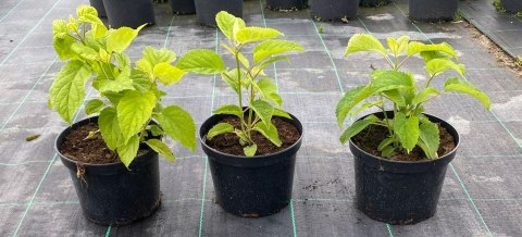 Hortensja drzewiasta Annabelle Białe Kule doniczka 2L Hortensja drzewiasta Annabelle Białe Kule doniczka 2L