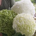Hortensja drzewiasta Annabelle Białe Kule doniczka 2L