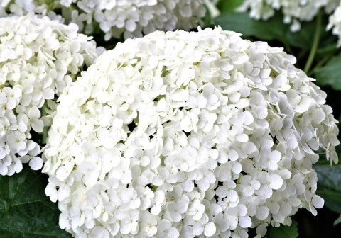Hortensja drzewiasta Annabelle Białe Kule doniczka 2L Hortensja drzewiasta Annabelle Białe Kule doniczka 2L