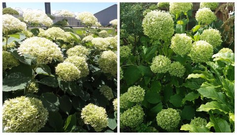 Hortensja drzewiasta Lime Rickey Limonkowa Annabelle doniczka 1 L Hortensja drzewiasta Lime Rickey Limonkowa Annabelle doniczka 1 L