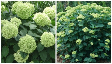Hortensja drzewiasta Lime Rickey Limonkowa Annabelle doniczka 1 L Hortensja drzewiasta Lime Rickey Limonkowa Annabelle doniczka 1 L
