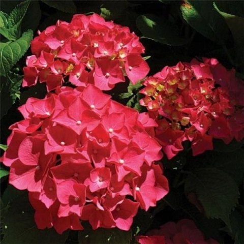 Hortensja Ogrodowa RED BARON Czerwone Kule doniczka 2L Hortensja Ogrodowa RED BARON Czerwone Kule doniczka 2L