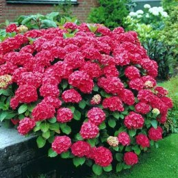 Hortensja Ogrodowa Red Baron Czerwone Kule doniczka 0,5L