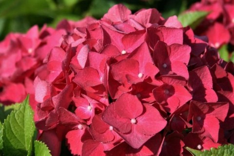 Hortensja Ogrodowa Red Baron Czerwone Kule doniczka 0,5L Hortensja Ogrodowa Red Baron Czerwone Kule doniczka 0,5L