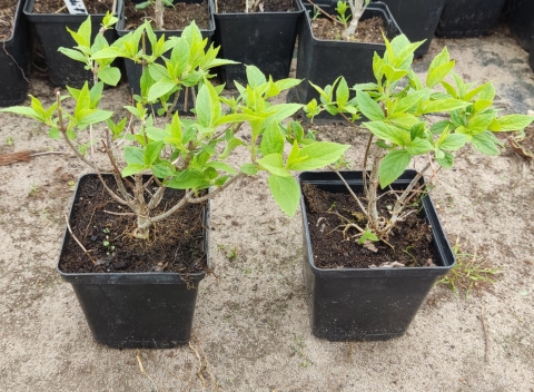Hortensja bukietowa Grandiflora doniczka 1L Hortensja bukietowa Grandiflora doniczka 1L