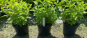 Hortensja bukietowa Limelight doniczka 3L