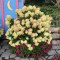 Hortensja bukietowa Little Lime doniczka 1L