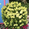 Hortensja bukietowa Little Lime doniczka 1L