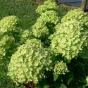 Hortensja bukietowa Little Lime doniczka 1L