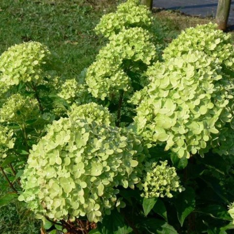 Hortensja bukietowa Little Lime doniczka 1L Hortensja bukietowa Little Lime doniczka 1L