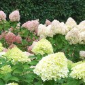Hortensja bukietowa Little Lime doniczka 1L
