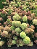 Hortensja bukietowa Little Lime doniczka 1L
