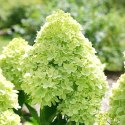 Hortensja bukietowa Little Lime doniczka 1L