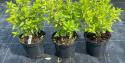 Hortensja bukietowa Little Lime doniczka 3L