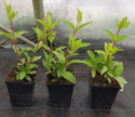 Hortensja bukietowa Pinky Winky doniczka 1L