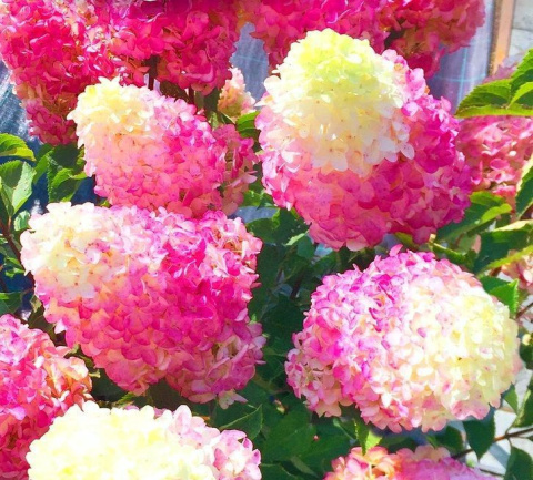 Hortensja bukietowa Vanille Fraise doniczka 1L Hortensja bukietowa Vanille Fraise doniczka 1L