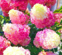Hortensja bukietowa Vanille Fraise doniczka 3L