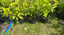 Hortensja bukietowa Wim's Red doniczka 3L
