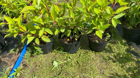 Hortensja bukietowa Wim's Red doniczka 3L Hortensja bukietowa Wim's Red doniczka 3L
