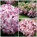Hortensja drzewiasta Candybelle Bubblegum doniczka 1L