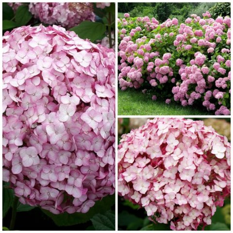 Hortensja drzewiasta Candybelle Bubblegum doniczka 1L