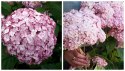 Hortensja drzewiasta Candybelle Bubblegum doniczka 1L
