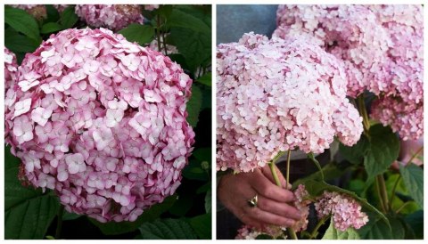 Hortensja drzewiasta Candybelle Bubblegum doniczka 1L Hortensja drzewiasta Candybelle Bubblegum doniczka 1L