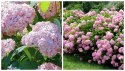 Hortensja drzewiasta Candybelle Bubblegum doniczka 1L