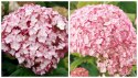 Hortensja drzewiasta Candybelle Bubblegum doniczka 1L