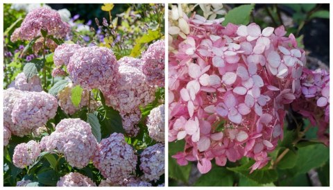 Hortensja drzewiasta Candybelle Bubblegum doniczka 1L Hortensja drzewiasta Candybelle Bubblegum doniczka 1L