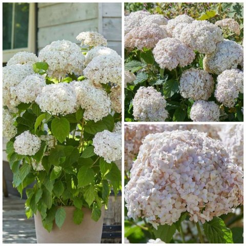Hortensja drzewiasta Candybelle Marshmallow 1L Hortensja drzewiasta Candybelle Marshmallow 1L