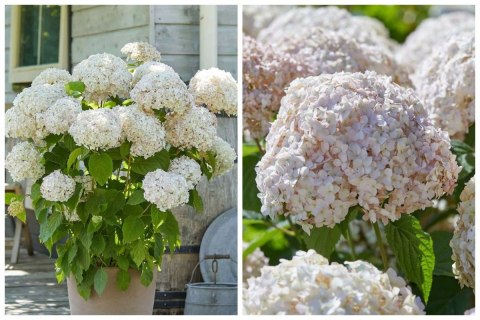 Hortensja drzewiasta Candybelle Marshmallow 1L Hortensja drzewiasta Candybelle Marshmallow 1L