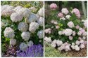 Hortensja drzewiasta Candybelle Marshmallow 1L