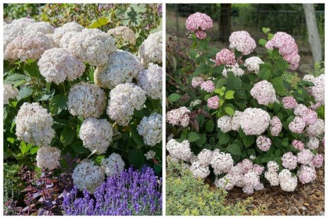 Hortensja drzewiasta Candybelle Marshmallow 1L Hortensja drzewiasta Candybelle Marshmallow 1L