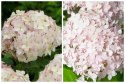 Hortensja drzewiasta Candybelle Marshmallow 1L