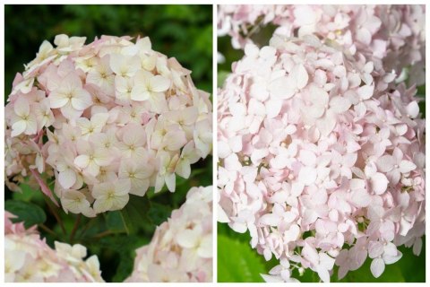 Hortensja drzewiasta Candybelle Marshmallow 1L Hortensja drzewiasta Candybelle Marshmallow 1L