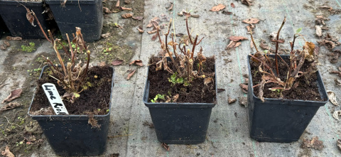 Hortensja drzewiasta Lime Rickey Limonkowa Annabelle doniczka 1 L Hortensja drzewiasta Lime Rickey Limonkowa Annabelle doniczka 1 L
