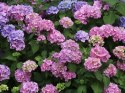 Hortensja ogrodowa Bouquet Rose doniczka 2L