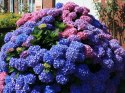 Hortensja ogrodowa Bouquet Rose doniczka 2L