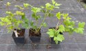 Kalina koralowa Roseum Śnieżne Kule doniczka 0,5L