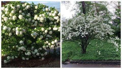Kalina koralowa Roseum Śnieżne Kule doniczka 0,5L Kalina koralowa Roseum Śnieżne Kule doniczka 0,5L