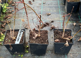 Kalina koralowa Roseum Śnieżne Kule doniczka 0,5L