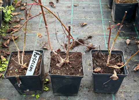 Kalina koralowa Roseum Śnieżne Kule doniczka 0,5L Kalina koralowa Roseum Śnieżne Kule doniczka 0,5L