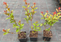 Lagerstroemia Biała Długo Kwitnie doniczka 0,5L